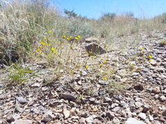 Pectis filipes subnuda