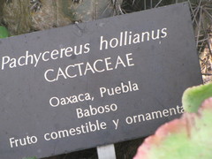 Lemaireocereus hollianus