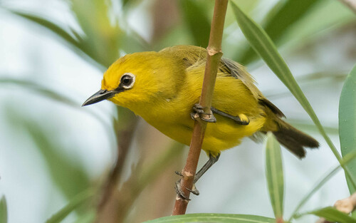 Pemba White-Eye