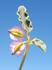 Acleisanthes chenopodioides