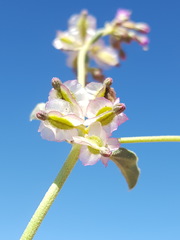 Acleisanthes chenopodioides