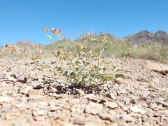 Acleisanthes chenopodioides