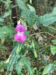 Impatiens glandulifera