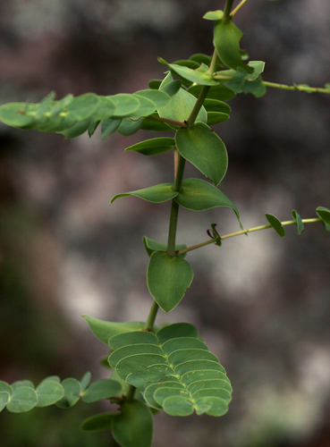 Aeschynomene grandistipulata image