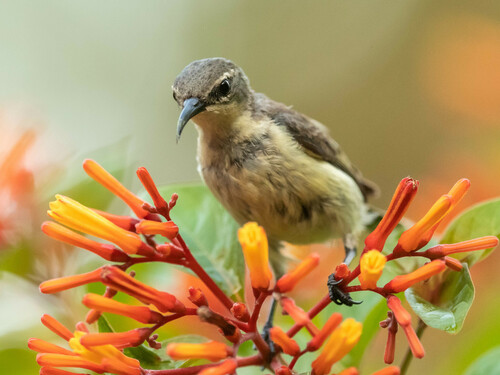 Pemba Sunbird