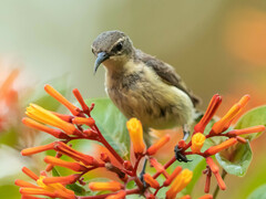 Pemba Sunbird