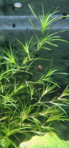 Najas guadalupensis
