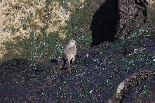 Rock Pipit, IJmuiden, Nederland, photo 9 of 10
