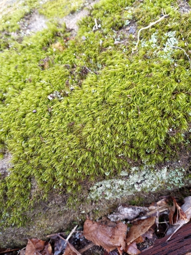 Image of Boulder Broom Moss (Dicranum fulvum) by (c) Anna Hess, some rights reserved (CC BY)