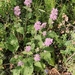 Phlomoides pratensis - Photo (c) Alex, some rights reserved (CC BY-NC), uploaded by Alex