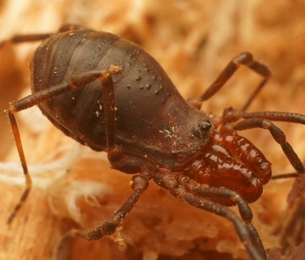 Tasmanonyx