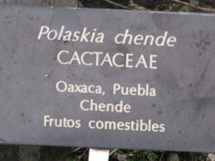 Polaskia chende