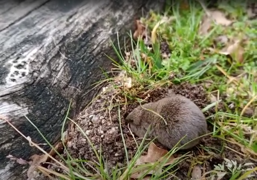 Lusitanian Pine Vole