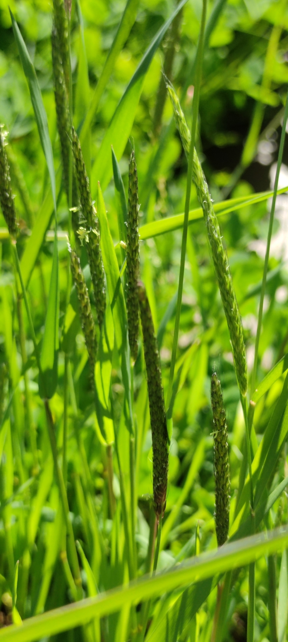 Alopecurus myosuroides Huds.