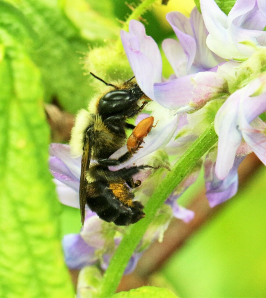Bufflehead Mason Bee