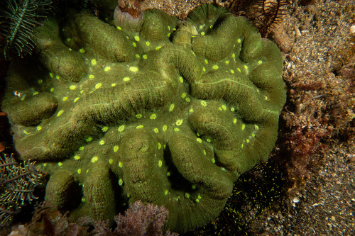Lobophyllia agaricia observed 2023-02-19