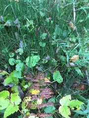 Equisetum variegatum