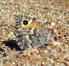 Hipparchia aristaeus