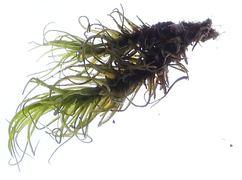 Image of Boulder Broom Moss (Dicranum fulvum) by (c) Anna Hess, some rights reserved (CC BY)