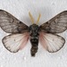 Doris' Pinemoth - Photo (c) Link Davis, some rights reserved (CC BY-NC), uploaded by Link Davis