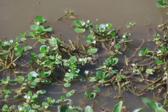 Bacopa rotundifolia