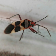 Oncopeltus unifasciatellus