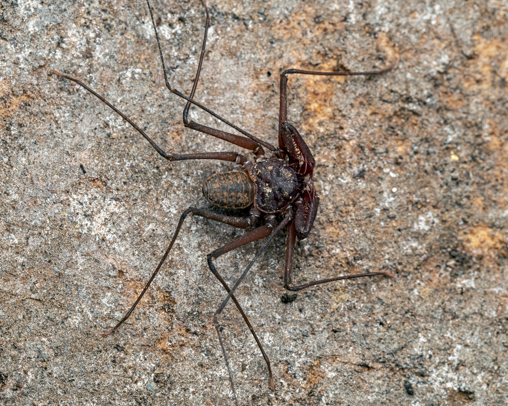 Sarax brachydactylus