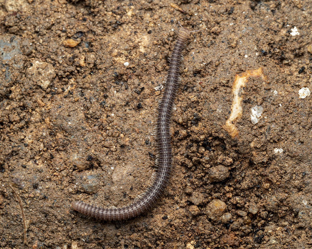 Plusioglyphiulus