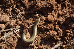 Chalcides striatus