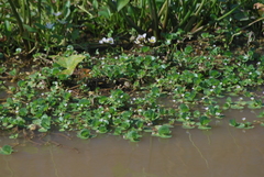 Bacopa rotundifolia