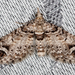 Eupithecia albibasalis - Photo (c) Karl Kroeker,  זכויות יוצרים חלקיות (CC BY-NC), הועלה על ידי Karl Kroeker