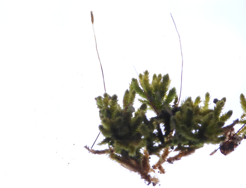 Claopodium rostratum