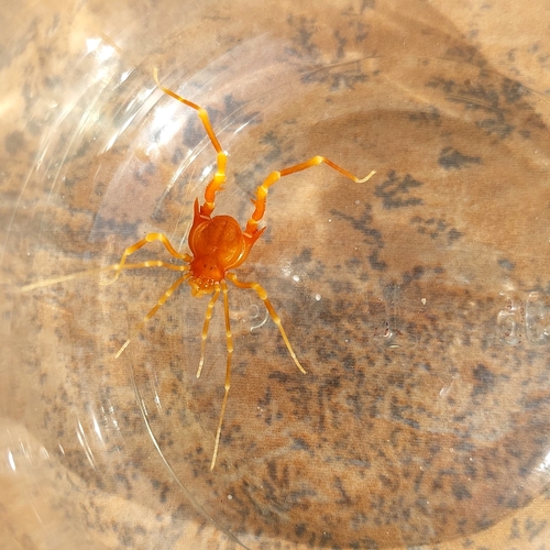 Neopucroliella mesembrina