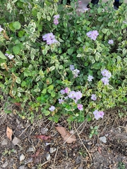Asystasia gangetica image