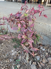 Alternanthera brasiliana image