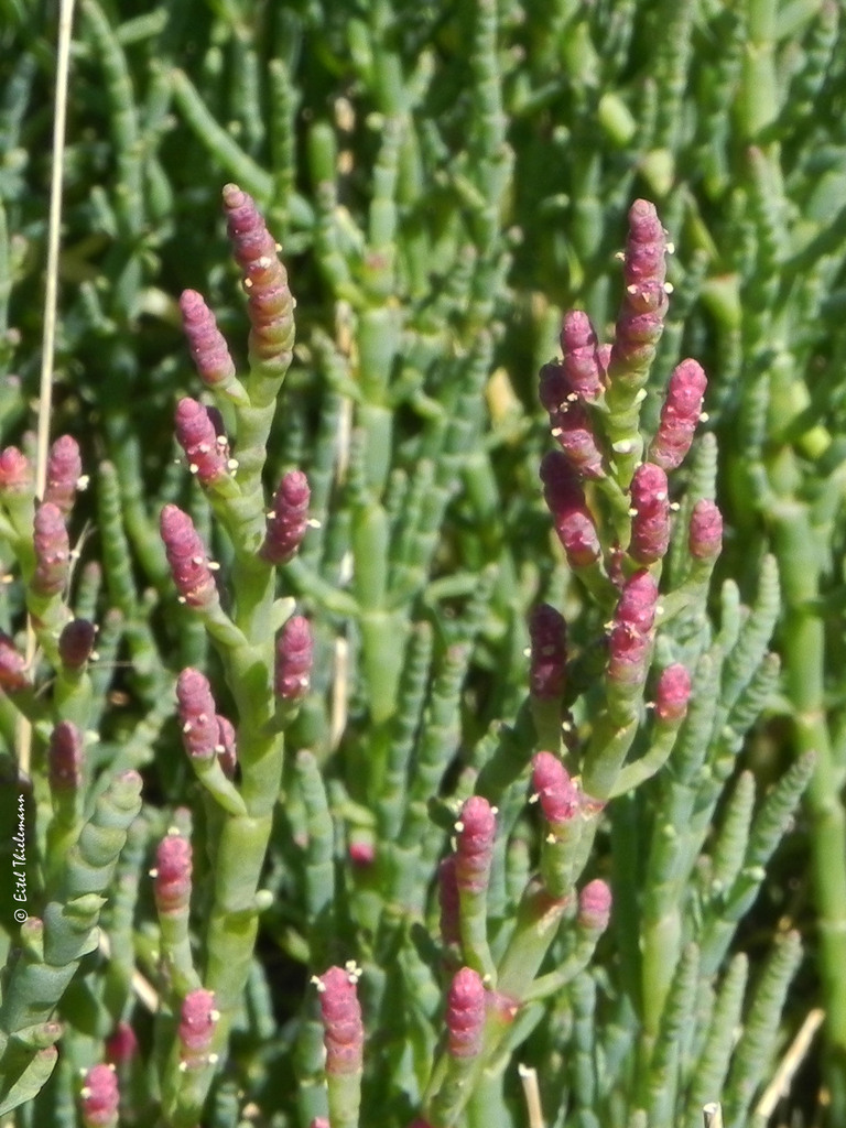 Espárrago de mar