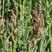 Salicornia neei - Photo (c) Eitel Carlos Thielemann Pinto, some rights reserved (CC BY-NC), uploaded by Eitel Carlos Thielemann Pinto