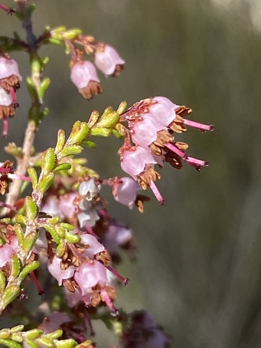 Erica kougabergensis