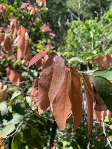 Diospyros hillebrandii observed 2020-08-18