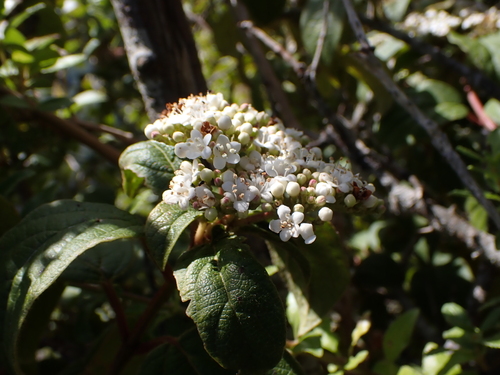 Adoxaceae image