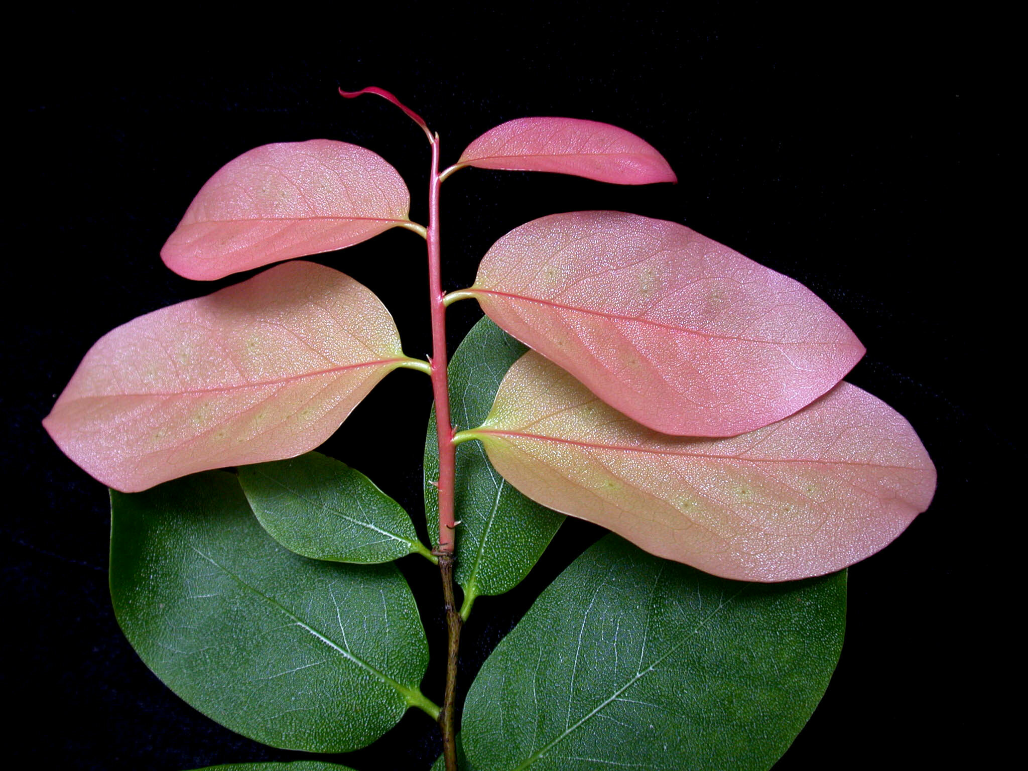 Diospyros hillebrandii