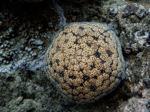 Photo of Cushion sea star (Culcita novaeguineae)