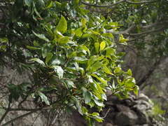 Laurus novocanariensis image