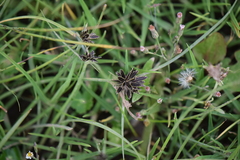 Cyperus niger