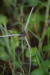 Cyperus niger