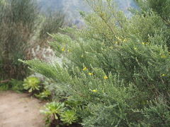 Genista canariensis image