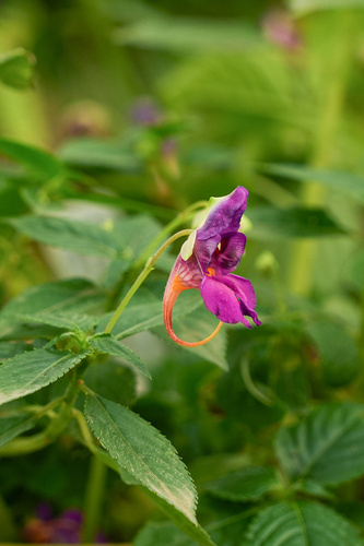 Impatiens yingjiangensis