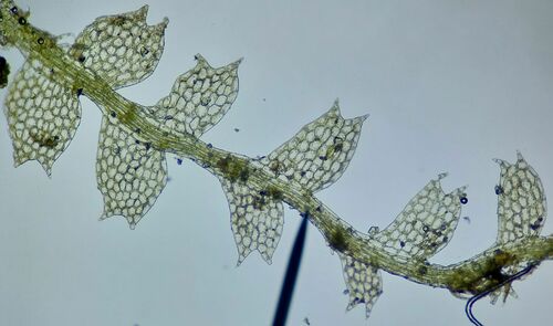 Asperifolia arguta