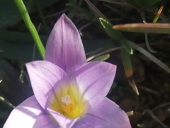 Romulea bulbocodium image