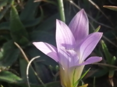 Romulea bulbocodium image